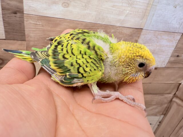 セキセイインコ