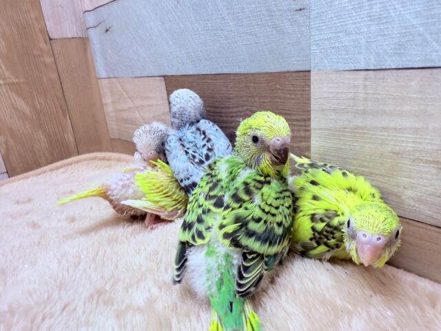 セキセイインコ