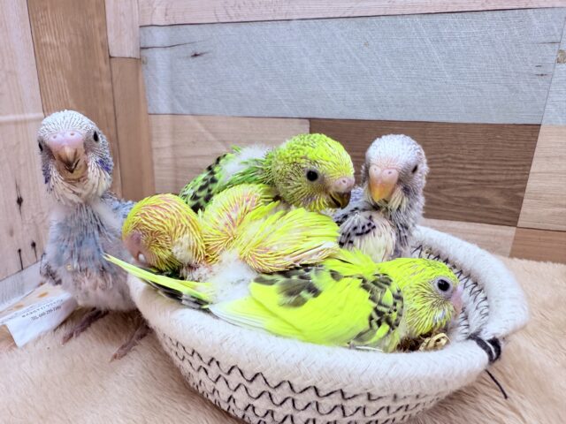 セキセイインコ