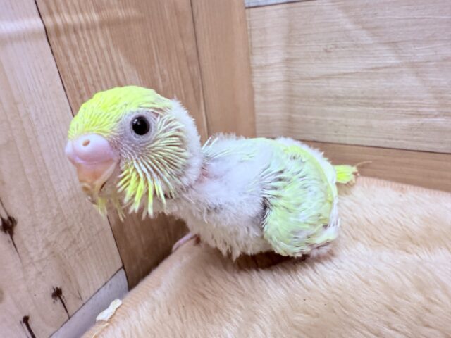 セキセイインコ
