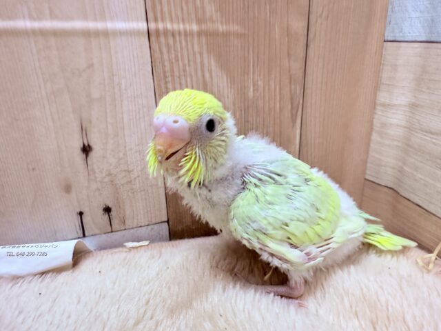 セキセイインコ