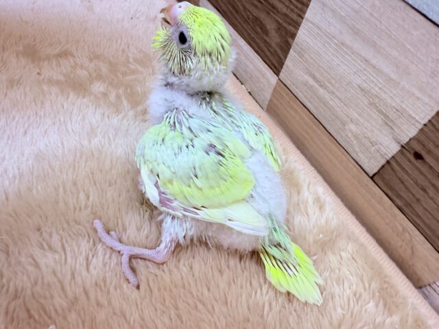 セキセイインコ