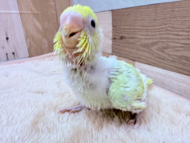 セキセイインコ