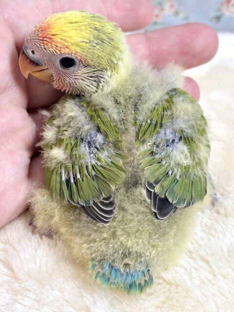 コザクラインコ（小桜インコ）