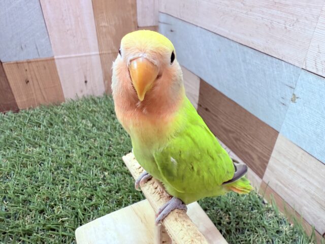 コザクラインコ（小桜インコ）