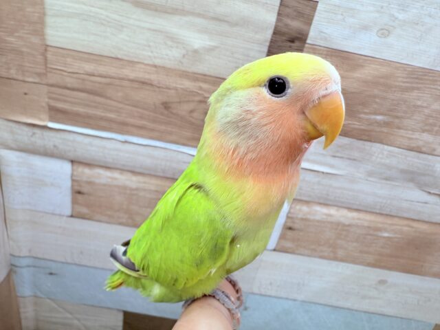 コザクラインコ（小桜インコ）