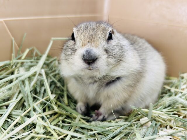 リチャードソンジリス