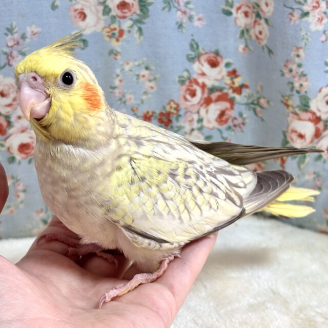 オカメインコ