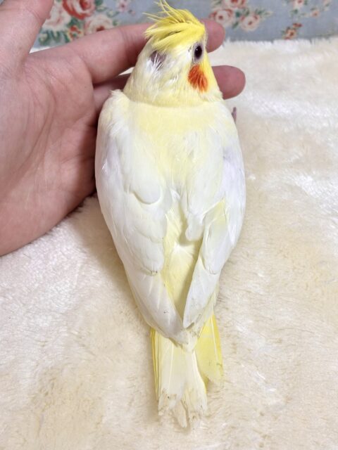 オカメインコ
