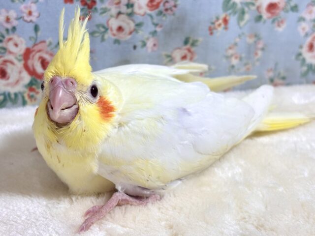 オカメインコ