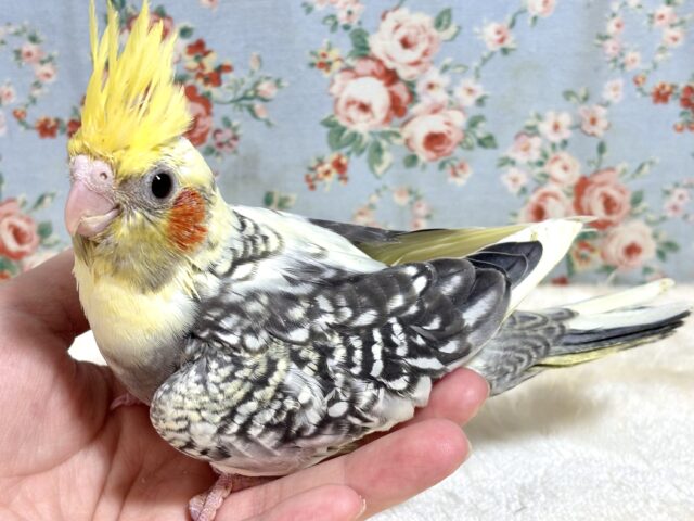 オカメインコ