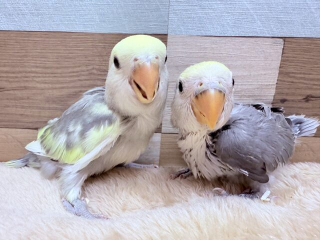 コザクラインコ（小桜インコ）