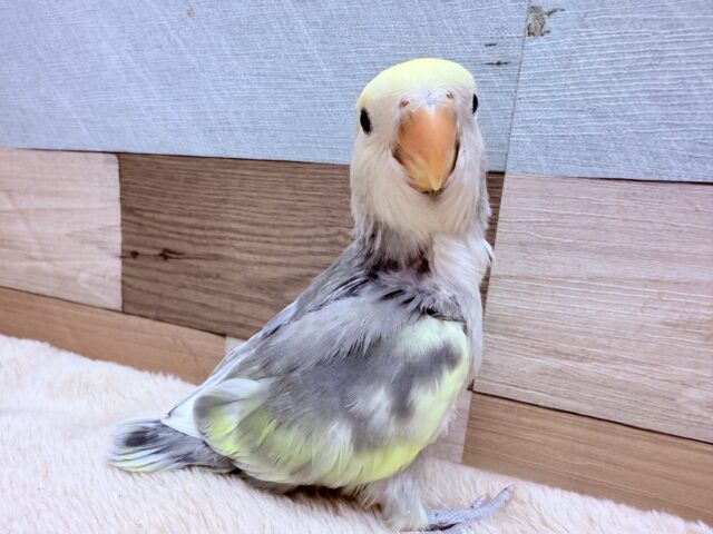 コザクラインコ（小桜インコ）
