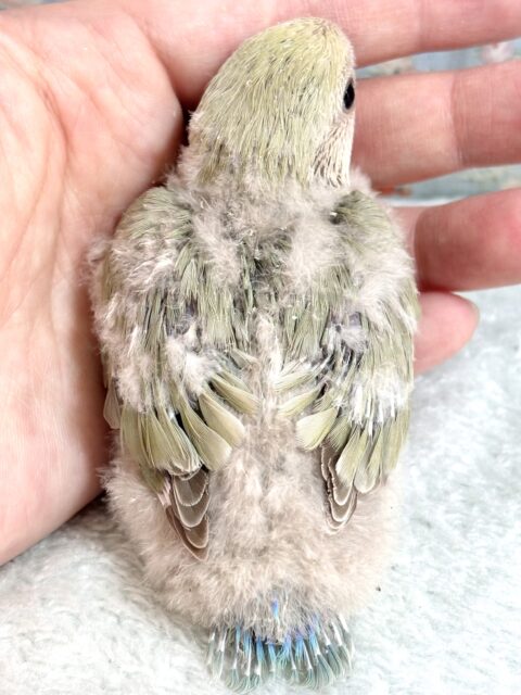 コザクラインコ（小桜インコ）