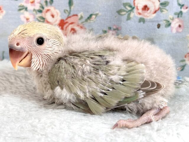 コザクラインコ（小桜インコ）