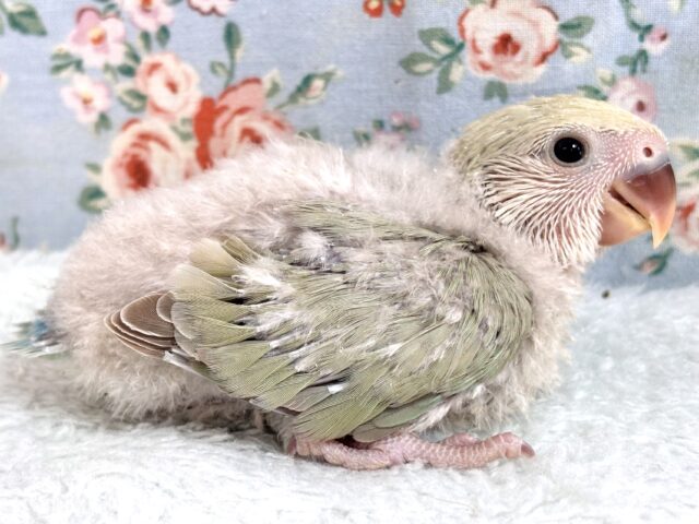 コザクラインコ（小桜インコ）