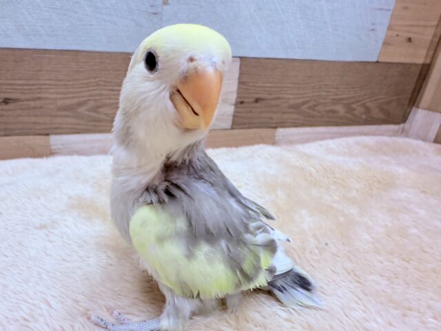 コザクラインコ（小桜インコ）