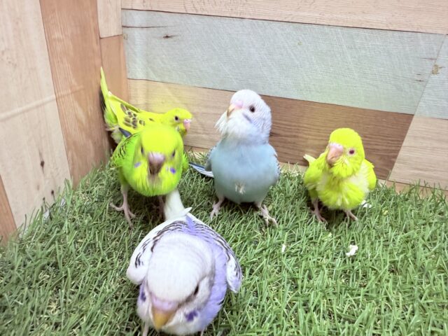 セキセイインコ