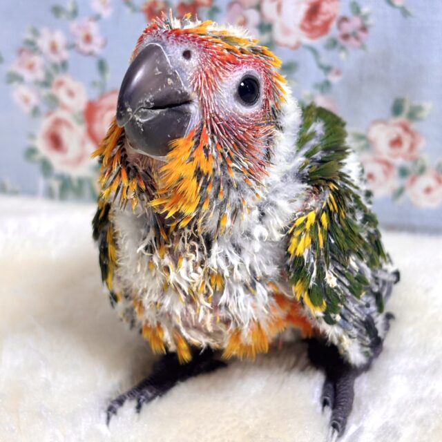 コガネメキシコインコ