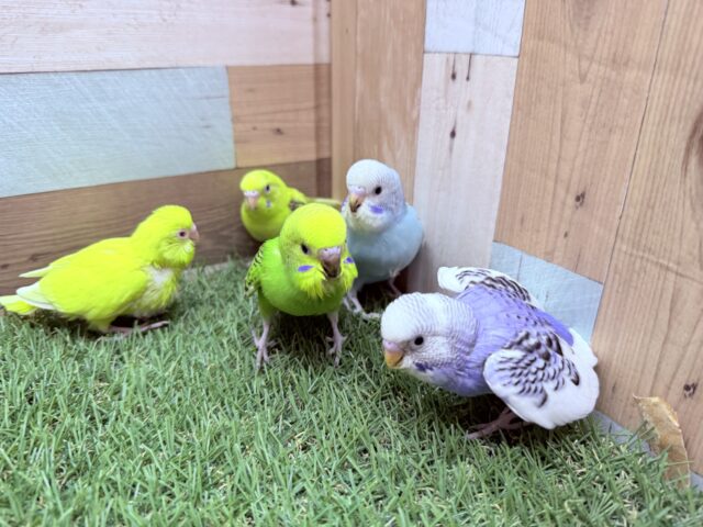 セキセイインコ