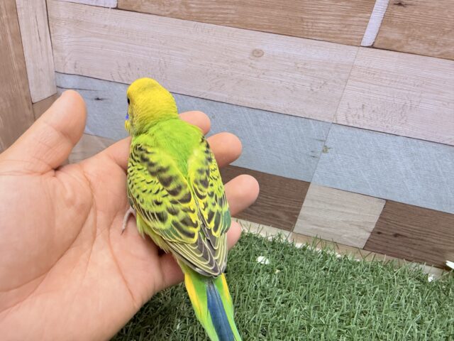 セキセイインコ