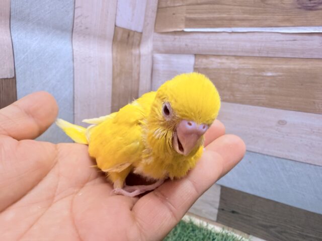 セキセイインコ