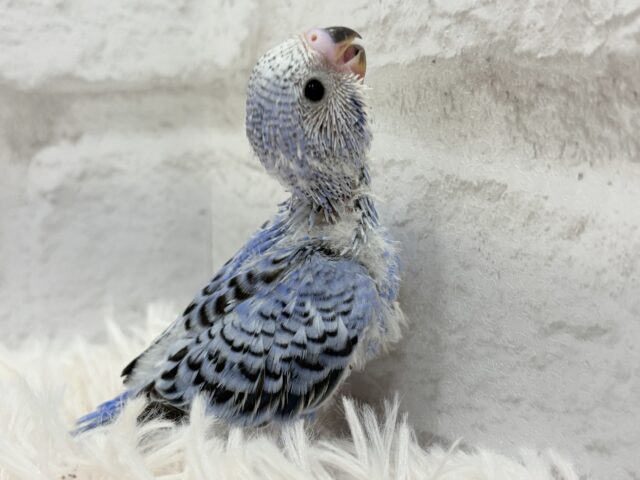 最新画像になります☆ キュートなお顔がチャームポイント🧚セキセイインコ(オパーリン) ヒナ セキセイインコ