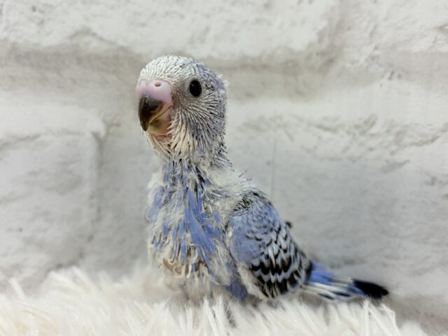 最新画像になります☆ キュートなお顔がチャームポイント🧚セキセイインコ(オパーリン) ヒナ セキセイインコ