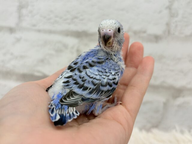 最新画像になります☆ キュートなお顔がチャームポイント🧚セキセイインコ(オパーリン) ヒナ セキセイインコ