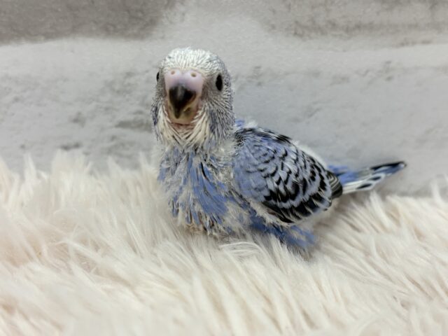 最新画像になります☆ キュートなお顔がチャームポイント🧚セキセイインコ(オパーリン) ヒナ セキセイインコ