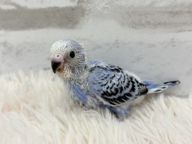 最新画像になります☆ キュートなお顔がチャームポイント🧚セキセイインコ(オパーリン) ヒナ セキセイインコ