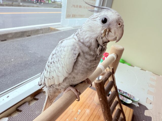 オカメインコ