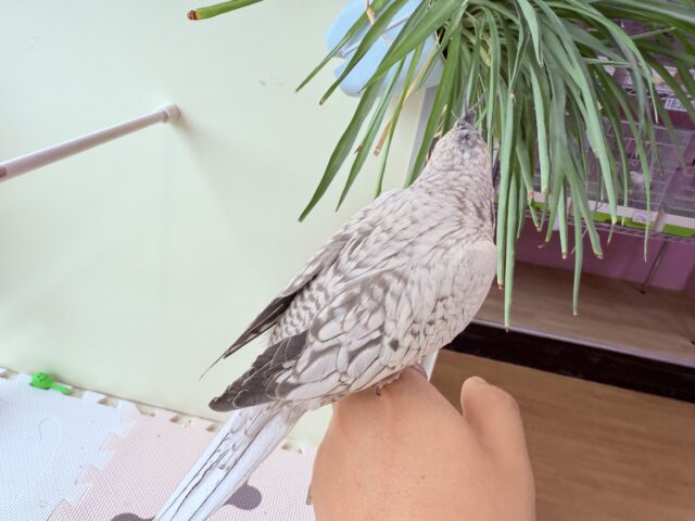 オカメインコ