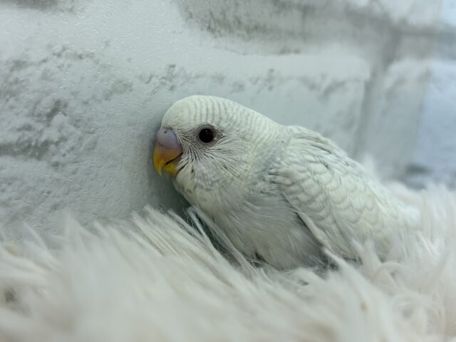 【動画更新🪄】みんなで一緒にひと休みしよ?☕️𓈒 𓂂𓏸セキセイインコ(ファロー) ヒナ セキセイインコ