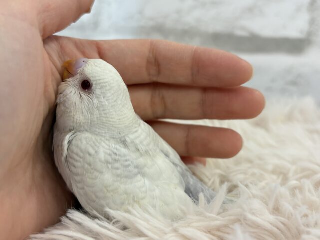 【動画更新🪄】みんなで一緒にひと休みしよ?☕️𓈒 𓂂𓏸セキセイインコ(ファロー) ヒナ セキセイインコ