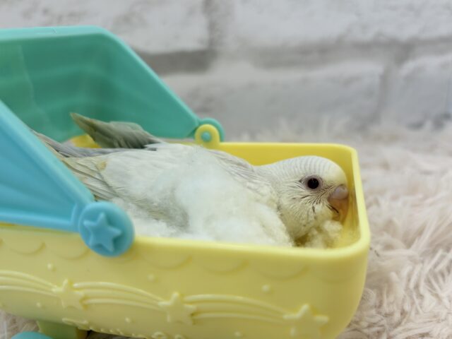 【動画更新🪄】みんなで一緒にひと休みしよ?☕️𓈒 𓂂𓏸セキセイインコ(ファロー) ヒナ セキセイインコ