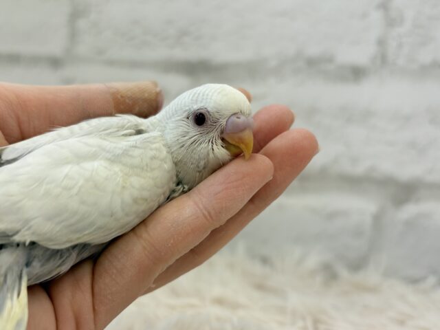 【動画更新🪄】みんなで一緒にひと休みしよ?☕️𓈒 𓂂𓏸セキセイインコ(ファロー) ヒナ セキセイインコ