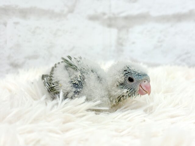 サザナミインコ