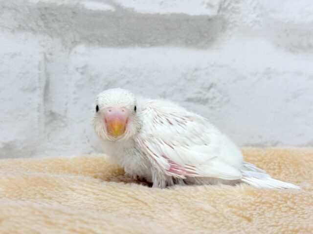 表情豊か♬素敵な思い出を一緒に作ろう❀.*゚セキセイインコ(ダブルファクター) ヒナ セキセイインコ