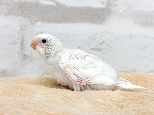 表情豊か♬素敵な思い出を一緒に作ろう❀.*゚セキセイインコ(ダブルファクター) ヒナ セキセイインコ