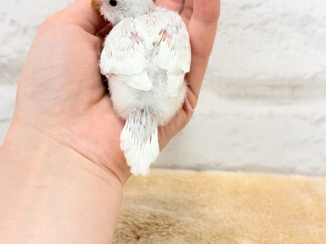 表情豊か♬素敵な思い出を一緒に作ろう❀.*゚セキセイインコ(ダブルファクター) ヒナ セキセイインコ