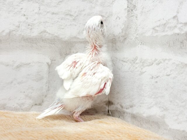 表情豊か♬素敵な思い出を一緒に作ろう❀.*゚セキセイインコ(ダブルファクター) ヒナ セキセイインコ