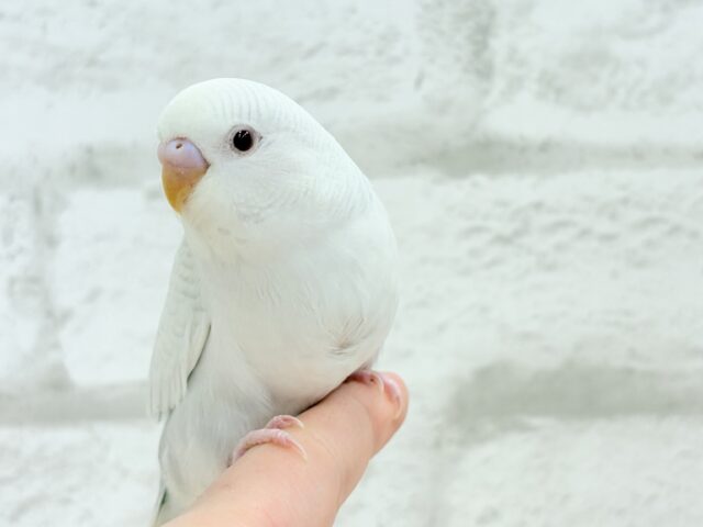 【動画更新🪄】みんなで一緒にひと休みしよ?☕️𓈒 𓂂𓏸セキセイインコ(ファロー) ヒナ セキセイインコ