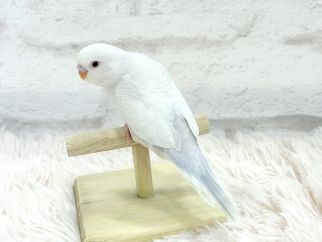 【動画更新🪄】みんなで一緒にひと休みしよ?☕️𓈒 𓂂𓏸セキセイインコ(ファロー) ヒナ セキセイインコ