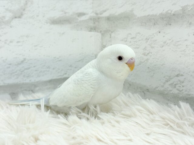 【動画更新🪄】みんなで一緒にひと休みしよ?☕️𓈒 𓂂𓏸セキセイインコ(ファロー) ヒナ セキセイインコ