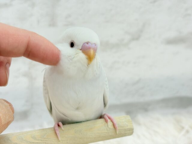 【動画更新🪄】みんなで一緒にひと休みしよ?☕️𓈒 𓂂𓏸セキセイインコ(ファロー) ヒナ セキセイインコ