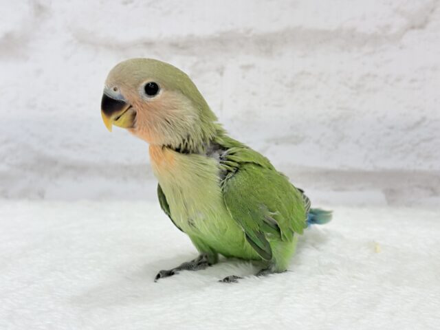 コザクラインコ（小桜インコ）