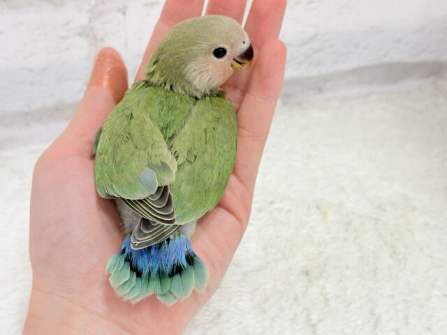 コザクラインコ（小桜インコ）