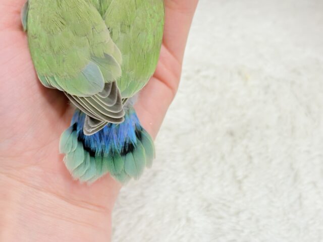 コザクラインコ（小桜インコ）