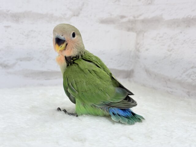 コザクラインコ（小桜インコ）